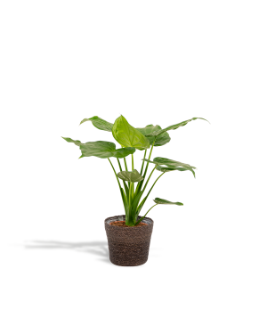 Alocasia Cucullata + Mand Igmar M