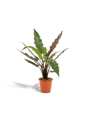 Alocasia Lauterbachiana M