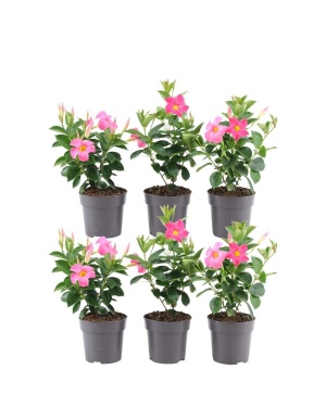 6 x Dipladenia Pink - Mandevilla Pink