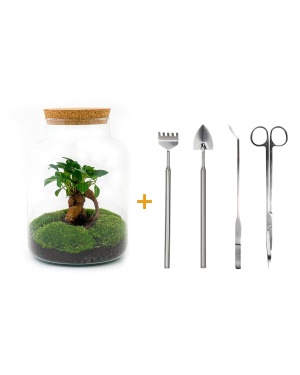 DIY terrarium - Milky met bonsai - ↑ 30 cm incl. toolset