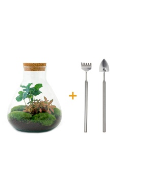 DIY terrarium - Sammie Coffea - ↑ 27 cm