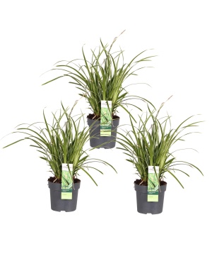 3x - Carex morrowii 'Ice Dance' M