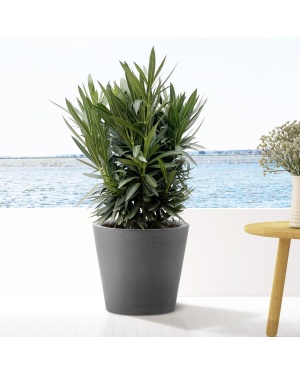 Nerium Oleander struik met witte bloem 90cm