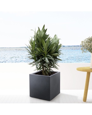 Nerium Oleander struik met rode bloem 110cm