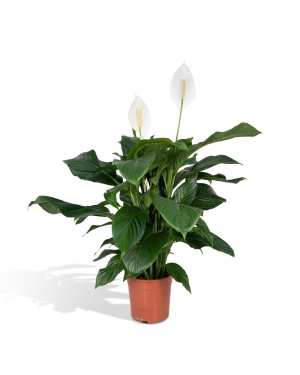 Lepelplant
