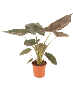 Alocasia Wentii M