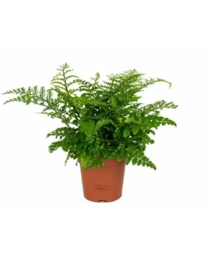 asplenium-varen-kamerplant