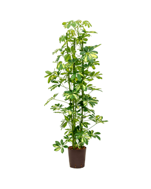 Schefflera Arb. 'Gold Capella' XL