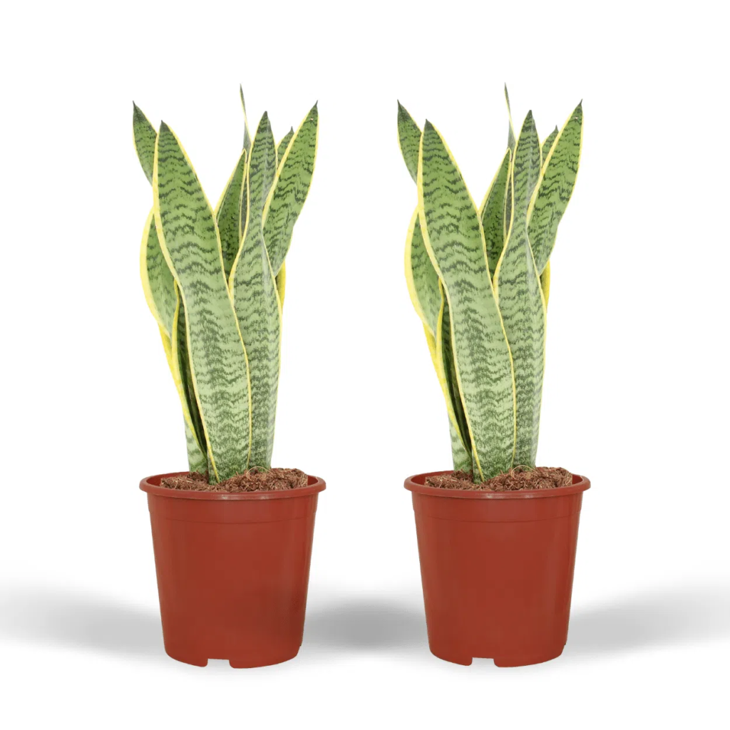 Kamerplanten die niet veel licht nodig hebben 5 image 7
