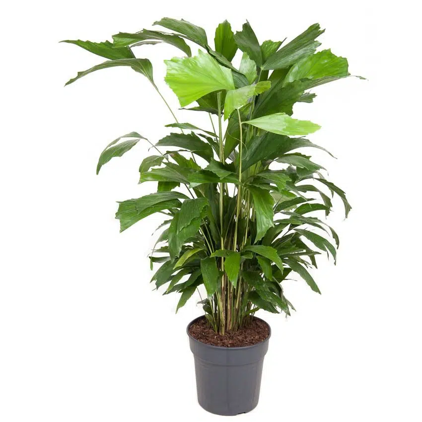 Kamerplanten die niet veel licht nodig hebben 6 image 8