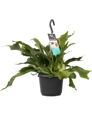 platycerium-bifurcatum-72c9