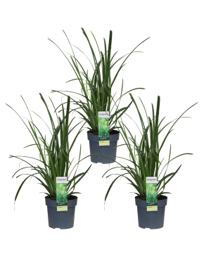 3x - Carex morrowii 'Irish Green'