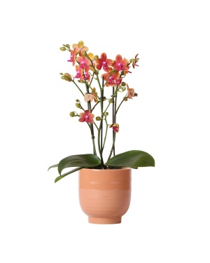 Oranje Phalaenopsis Orchidee in cognac kleurige Glazed sierpot