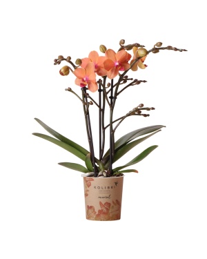 Oranje Phalaenopsis orchidee - Mineral Bolzano M