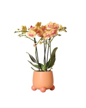Oranje Phalaenopsis orchidee in Rolling sierpot peach