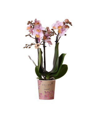 Roze phalaenopsis orchidee - Andorra M