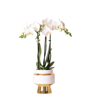 Witte orchidee – Amabilis in Le Chic sierpot goud