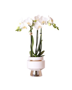 Witte orchidee – Amabilis in Le Chic sierpot zilver