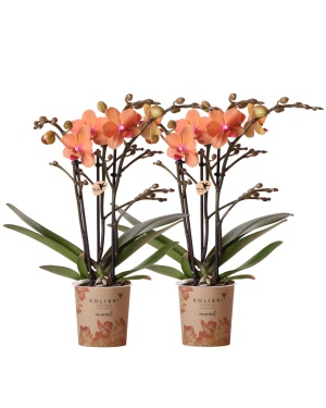 Combi deal van 2 oranje Phalaenopsis orchideeën - Bolzano M