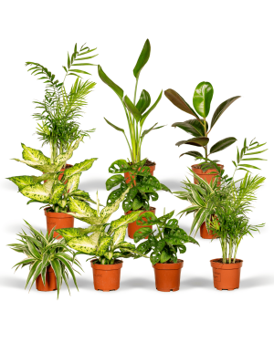 Verrassingsbox - 10 diverse kamerplanten