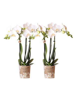 Combi deal van 2 witte Phalaenopsis orchideeën - Amabilis M