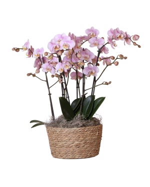 Complete Orchideeën set in Reed Basket incl. watergeefsysteem