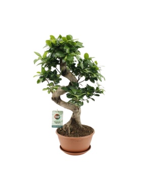 Ficus Microcarpa Ginseng 60cm