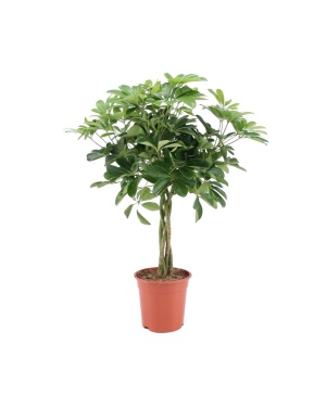 Schefflera Arboricola Nora 75cm
