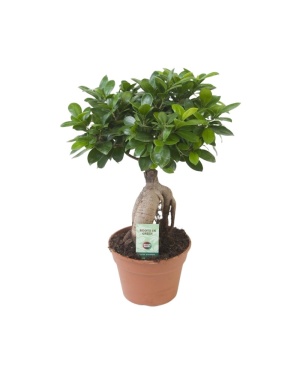 Ficus Microcarpa Ginseng Bonsai 40cm