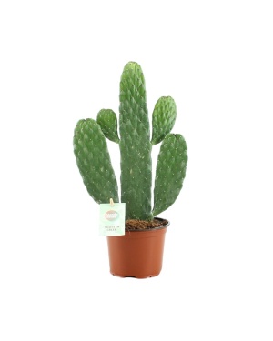 Opuntia Rubescens Consolea S