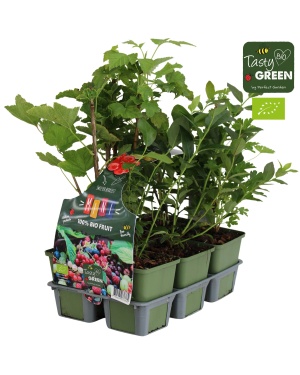 Fruitplanten Mix 6-Pack Bio - 6x Fruitplanten