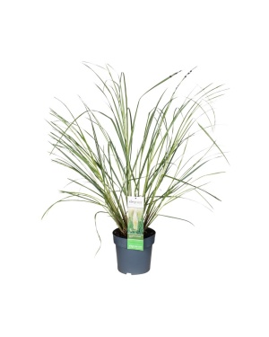 Cortaderia Selloana Evita
