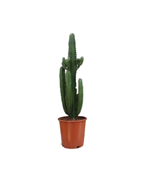 Euphorbia Acrurensis