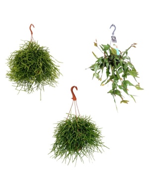 Rhipsalis Hangmix - 3 Stuks - Ø17Cm H25/45Cm