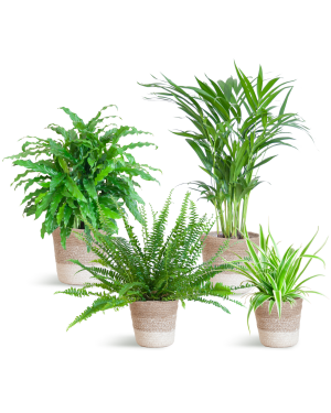 Diervriendelijke Plantenset incl. plantenmanden - 4 stuks