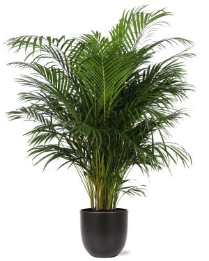 Dypsis Lutescens (Areca Palm) ↕160Cm In Antraciet Pot