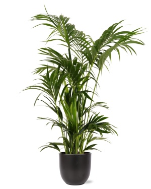 Kentia Palm ↕160Cm In Antraciet Pot