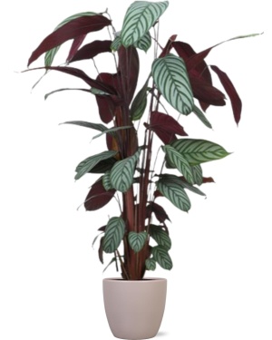 Ctenanthe Oppenheimiana ↕130Cm In Taupe Pot