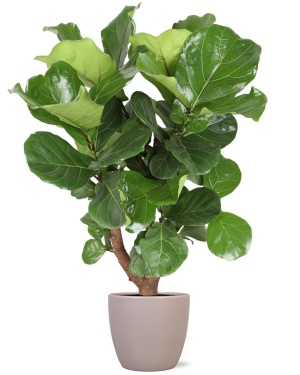 Ficus Lyrata (Vertakt) ↕130Cm In Taupe Pot