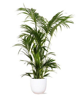 Kentia Palm Ø27Cm ↕160Cm In Boule Wit Pot