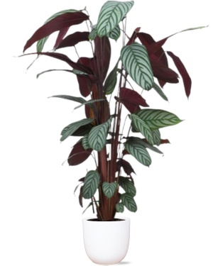 Ctenanthe Oppenheimiana Ø27Cm ↕130Cm In Boule Wit Pot