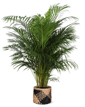 Dypsis Lutescens (Areca Palm) ↕160Cm In Black Print Mand
