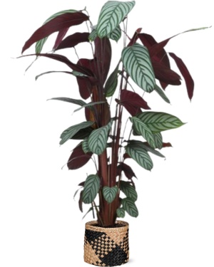 Ctenanthe Oppenheimiana Ø27Cm ↕130Cm In Albury Black Print Mand