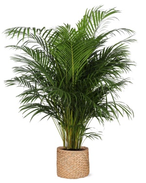 Dypsis Lutescens ↕160Cm In Natural Mand