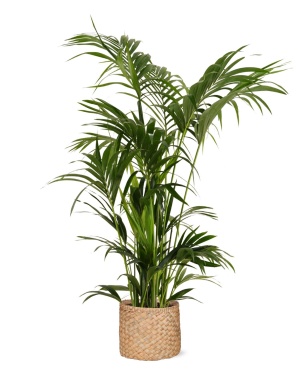 Kentia Palm Ø27Cm ↕160Cm In Albury Natural Mand