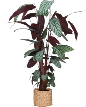 Ctenanthe Oppenheimiana Ø27Cm ↕130Cm In Albury Natural Mand