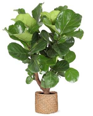 Ficus Lyrata (Vertakt) Ø27Cm ↕130Cm In Albury Natural Mand
