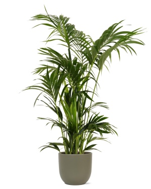 Kentia Palm Ø27Cm ↕160Cm In Boule Olijf Pot