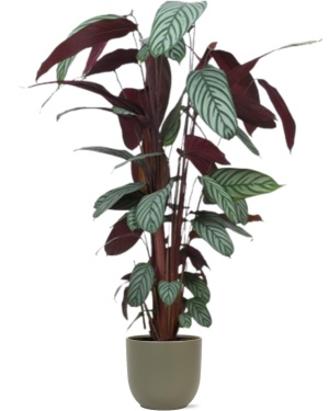 Ctenanthe Oppenheimiana Ø27Cm ↕130Cm In Boule Olijf Pot