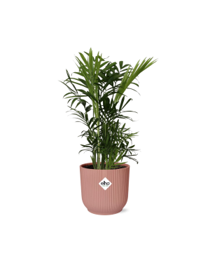 Chamaedorea Elegans In Elho 14Cm Roze